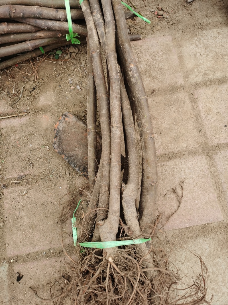 无花果苗布兰瑞克青皮金奥芬波姬红无花果苗
