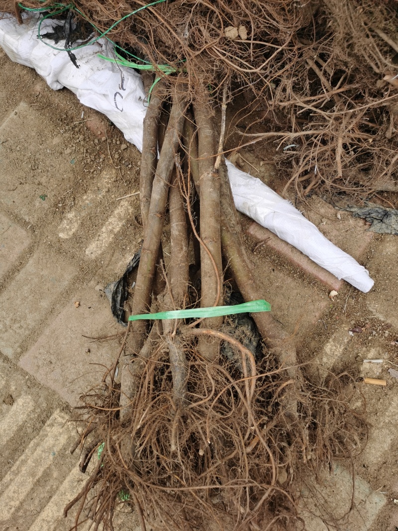 无花果苗布兰瑞克青皮金奥芬波姬红无花果苗