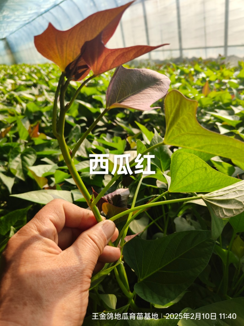 脱毒原种龙薯九，大田龙九，凉风4天，基地供苗
