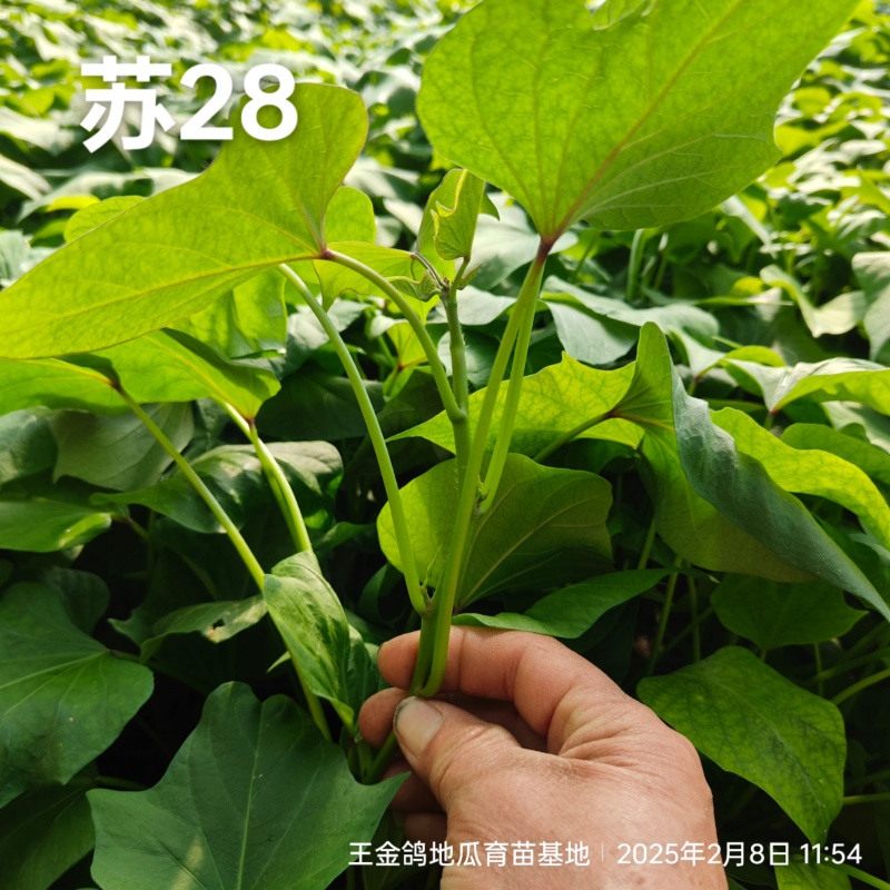 脱毒原种龙薯九，大田龙九，凉风4天，基地供苗