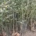 枳壳苗嫁接橘子树砧木篱笆用枸橘苗