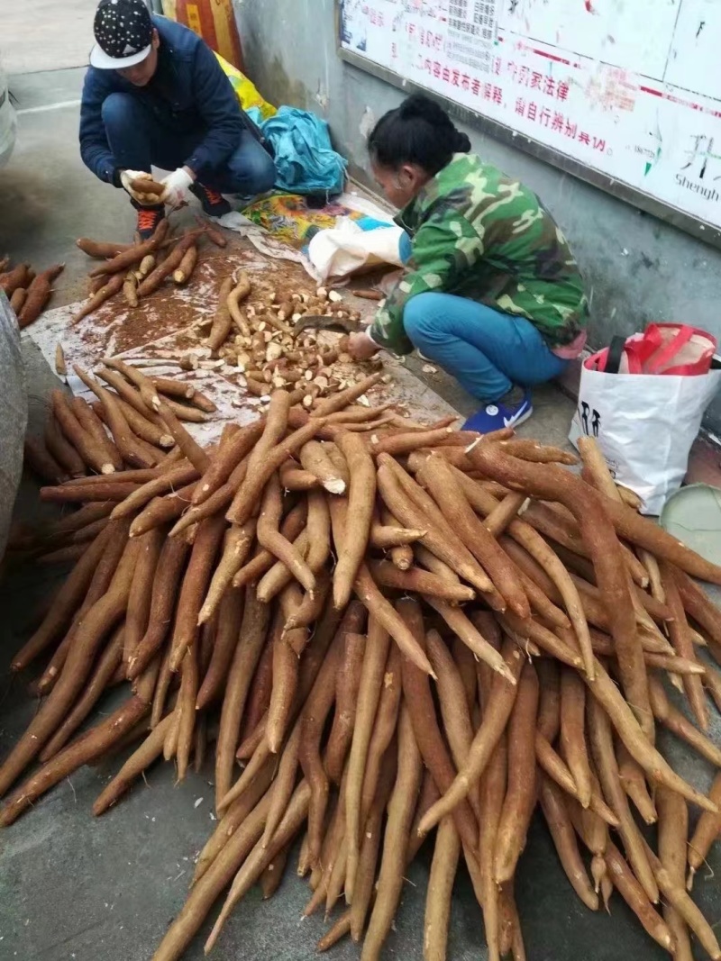 黄心木薯，