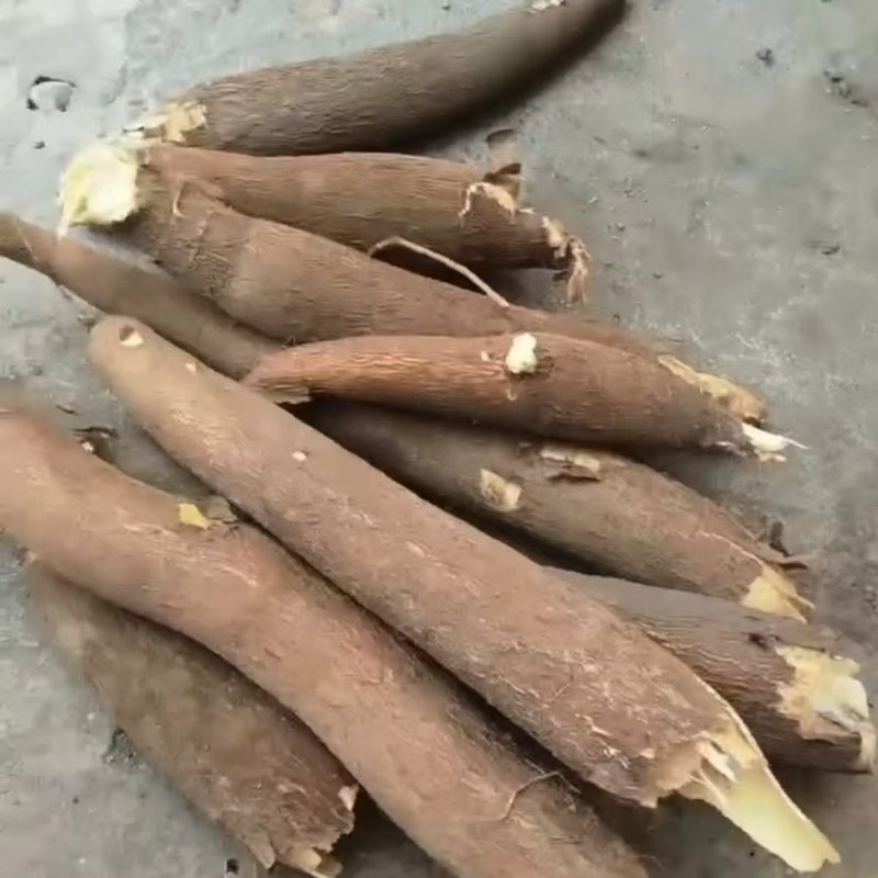 黄心木薯，
