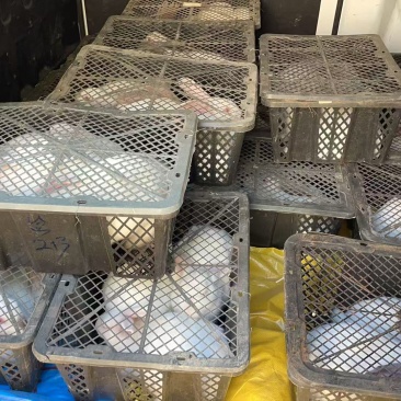 月月兔子繁殖种苗食用商品兔