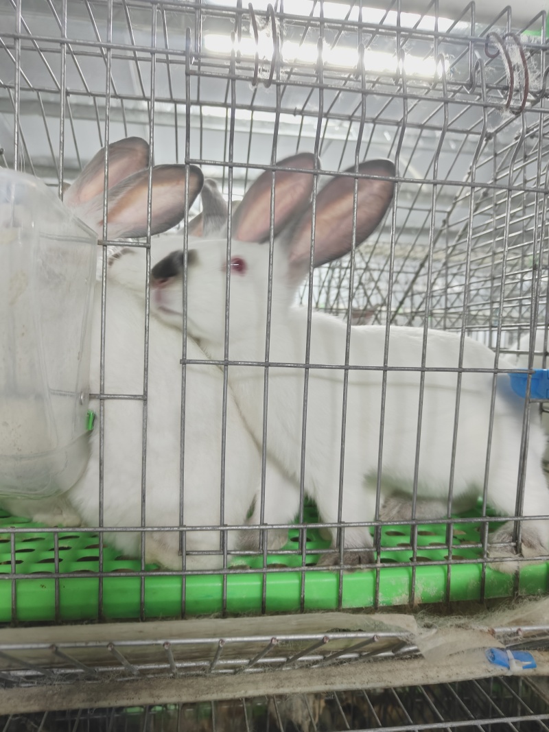 月月兔子繁殖种苗食用商品兔
