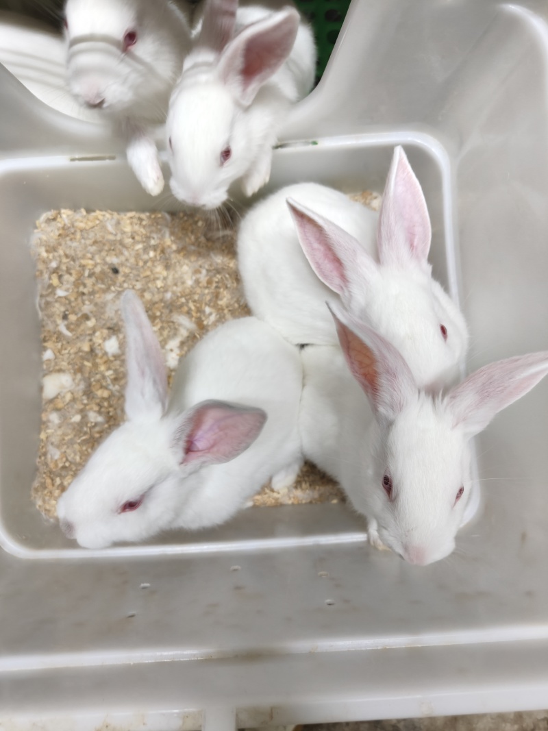 月月兔子繁殖种苗食用商品兔