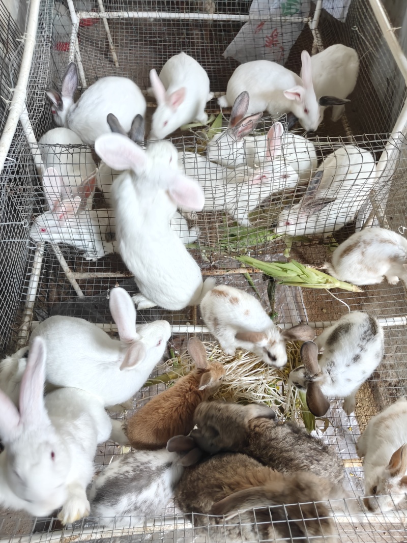 月月兔子繁殖种苗食用商品兔