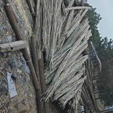 大叶苦竹，野生，优质品种，大量供应