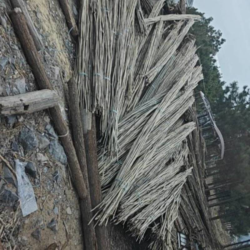 大叶苦竹，野生，优质品种，大量供应