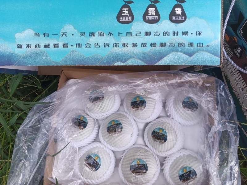 河北玉露香梨精选一级玉露香梨果肉酥脆口感脆甜