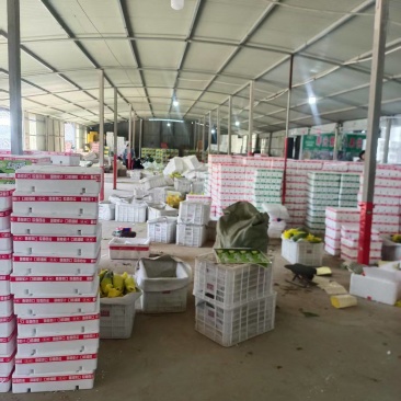 羊角蜜甜瓜博洋61甜瓜电商货市场货量大口感好诚信代收