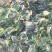 河南趴地菠菜，墨绿色(颜色好)