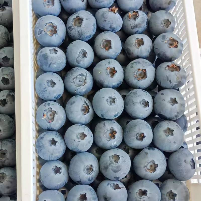 山东日照莒县瑞卡蓝莓品质保证规格齐全诚信经营