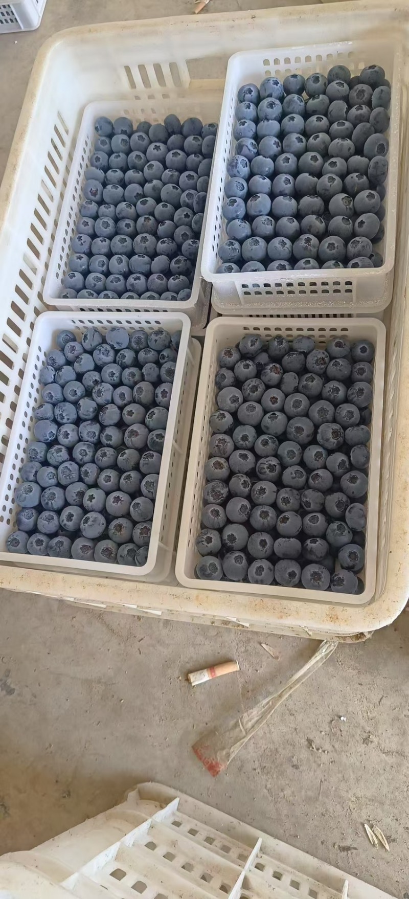 山东日照莒县瑞卡蓝莓品质保证规格齐全诚信经营