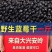 蓝莓干，整箱独立包装都有，大量现货供应