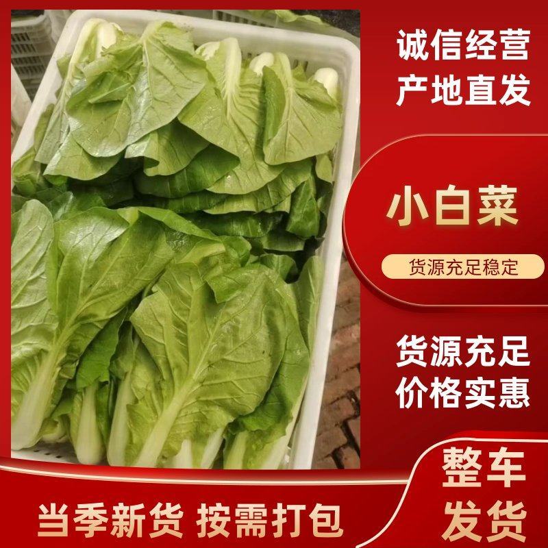 山东聊城小白菜大量供应一手货源品质保证欢迎来电咨询