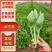 小白菜大量供应品质保证诚信经营欢迎来电洽谈