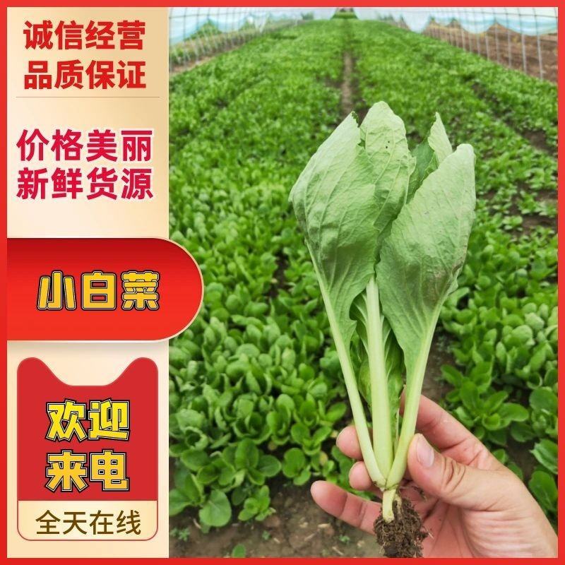 小白菜大量供应品质保证诚信经营欢迎来电洽谈