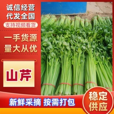 聊城产地大量供应山芹包装齐全，量大便宜欢迎采购