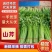 聊城产地大量供应山芹包装齐全，量大便宜欢迎采购