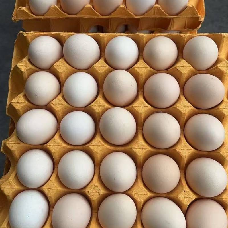 粉壳蛋一手货源保质保量供货价钱实惠