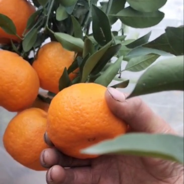 春见耙耙柑精品椪柑厂家直销大量有货欢迎电联