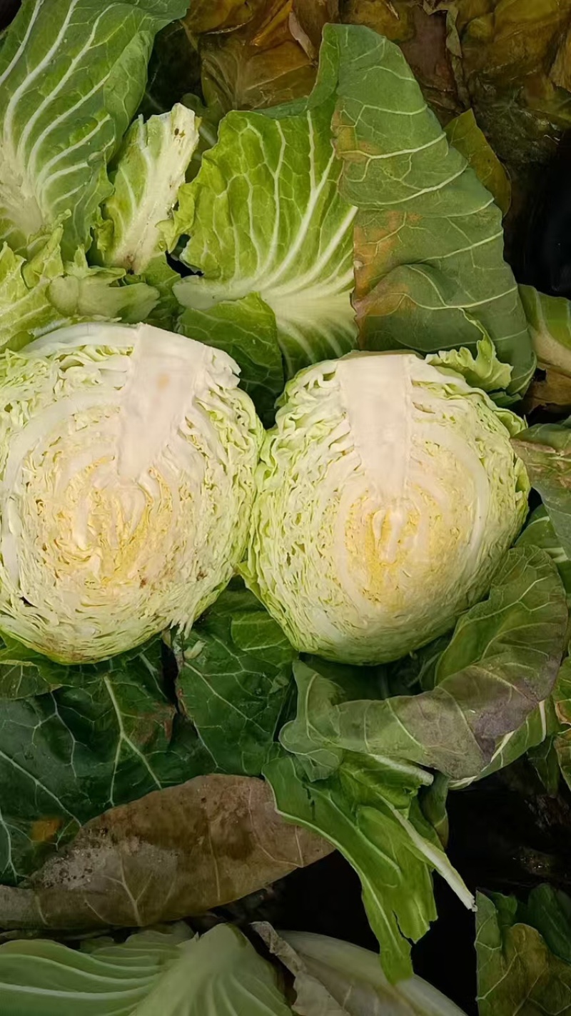 圆包菜、产地甘蓝精品包菜价格便宜，欢迎来电