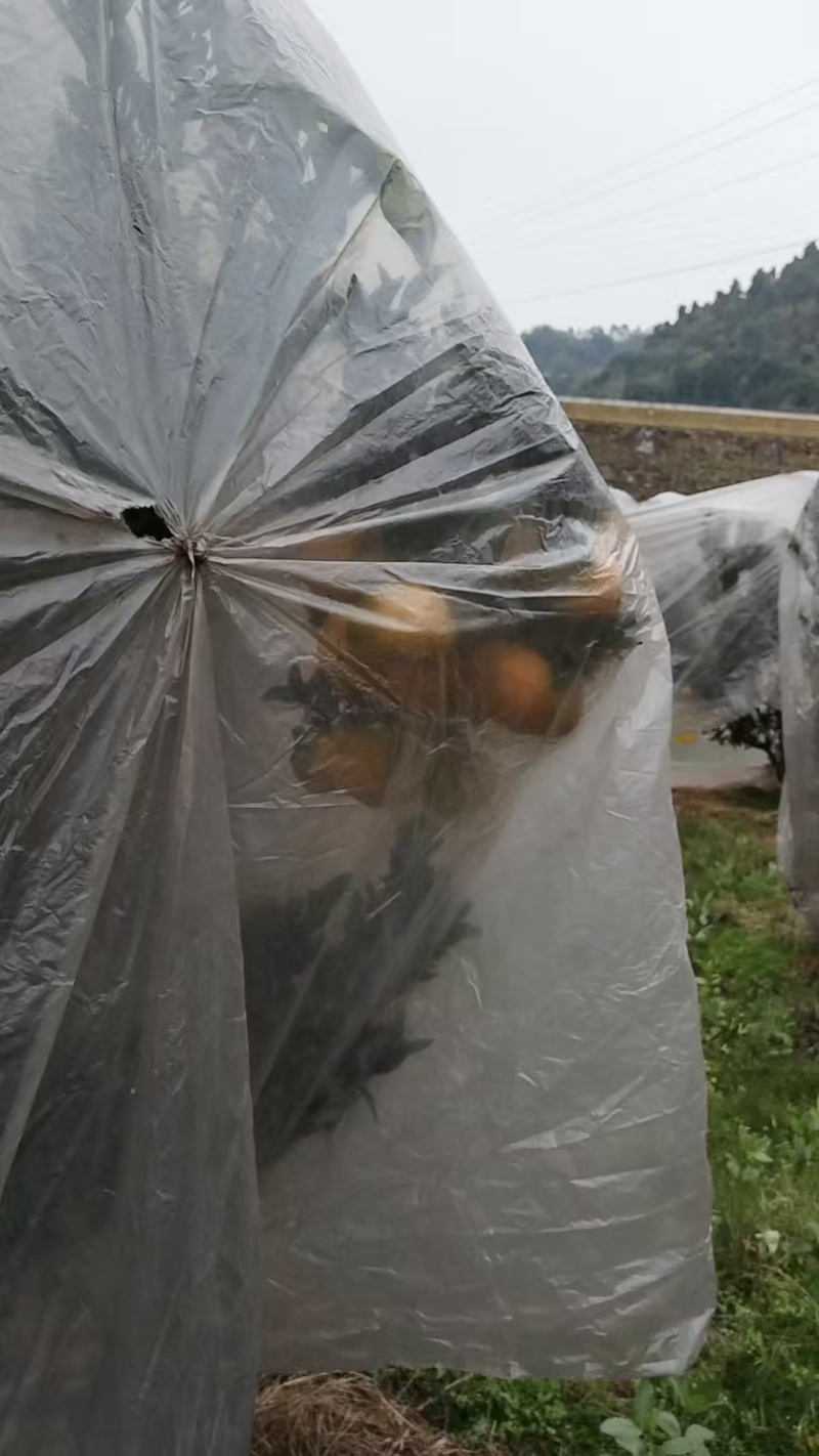 春见耙耙柑精品椪柑厂家直销大量有货欢迎电联