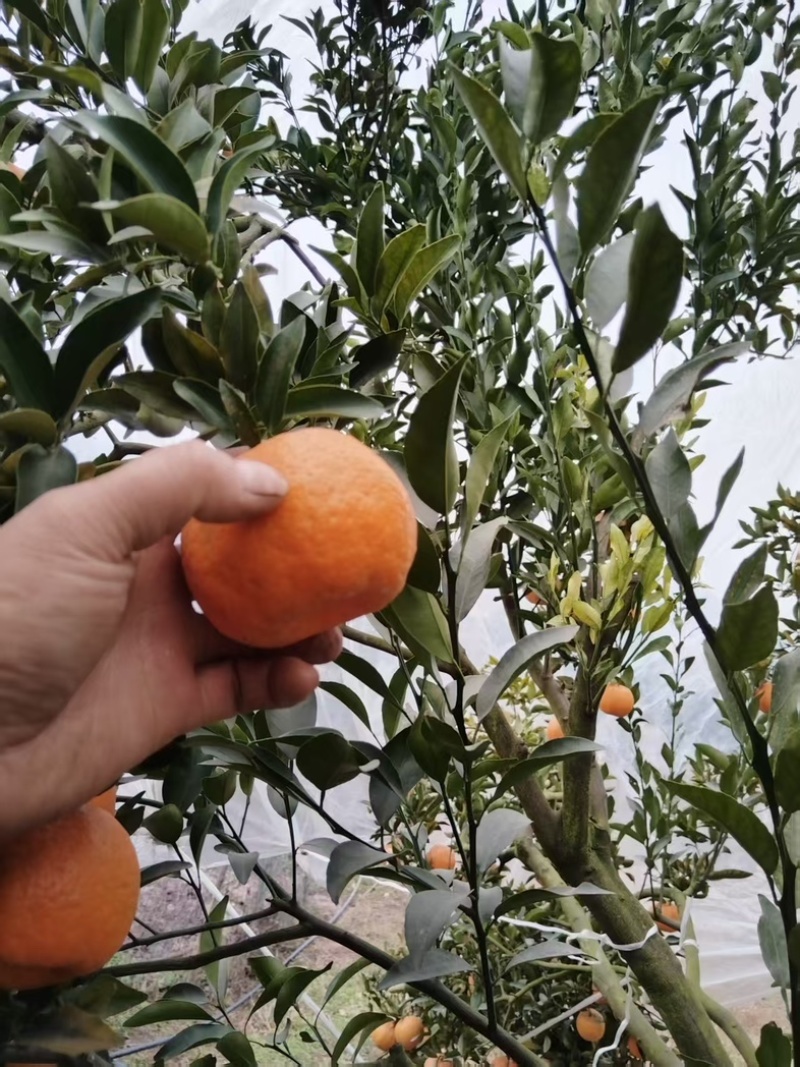 春见耙耙柑精品椪柑厂家直销大量有货欢迎电联