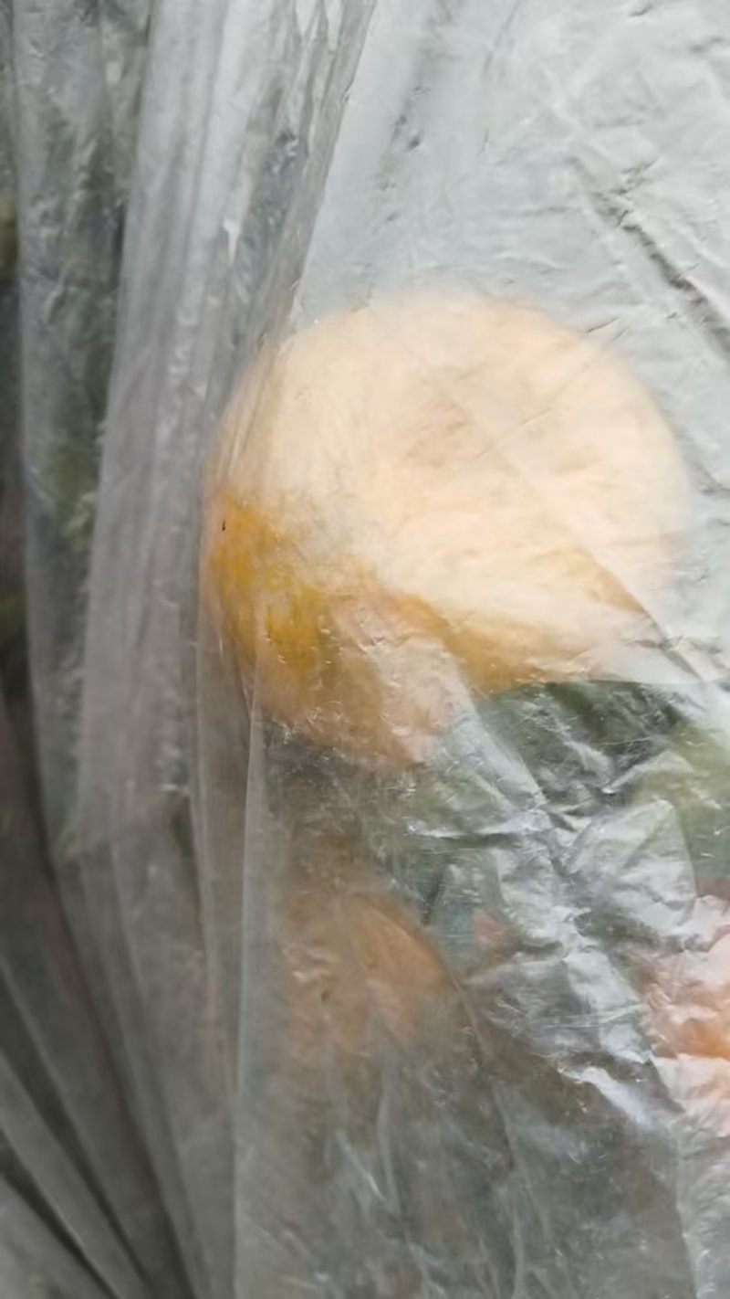 春见耙耙柑精品椪柑厂家直销大量有货欢迎电联