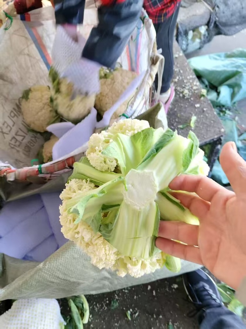 精品有机菜花，松花菜，白面青梗，产地直发，全国发货
