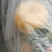 眉山市仁寿县二峨山精品碰柑可实地看货