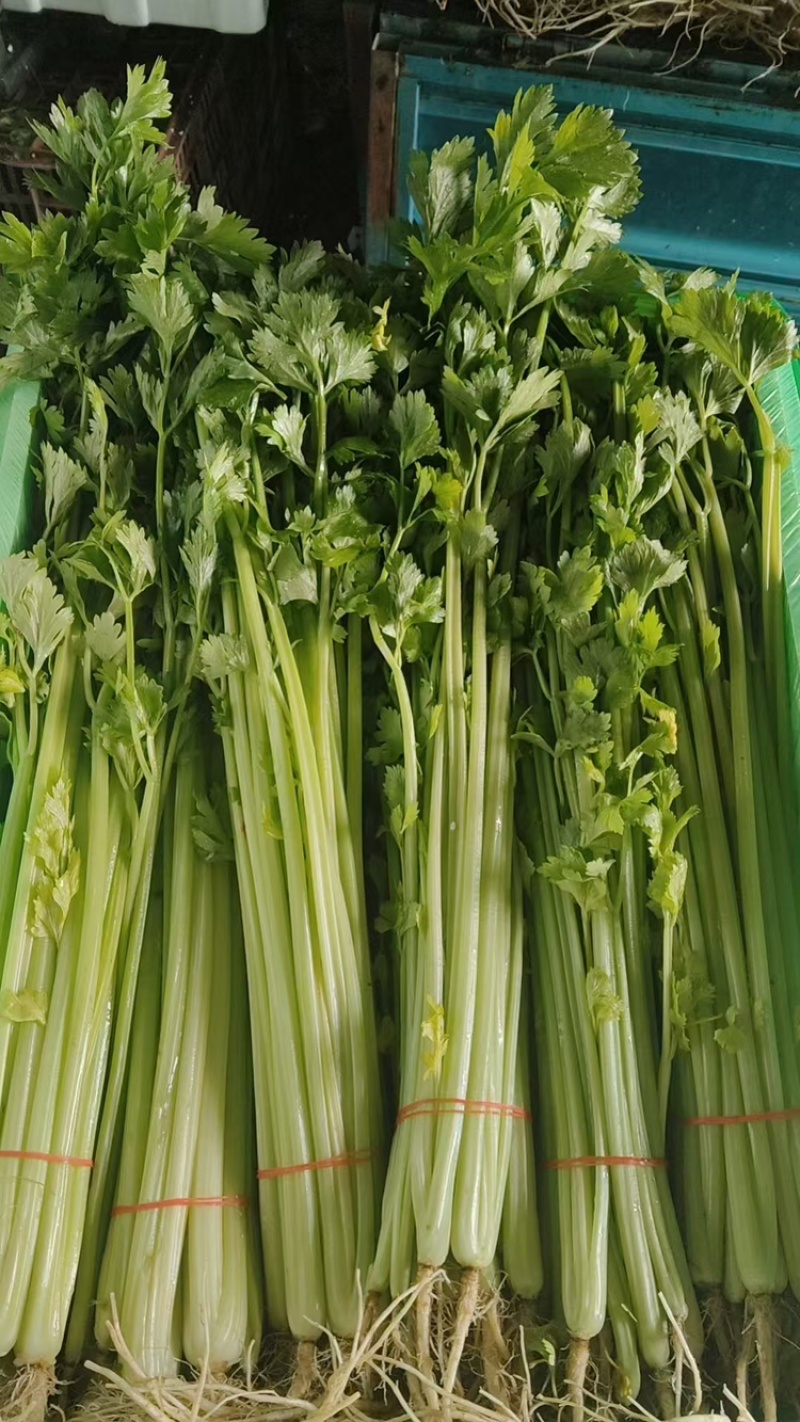 新鲜小香芹大量上市，质量非常好，量大，诚信经营