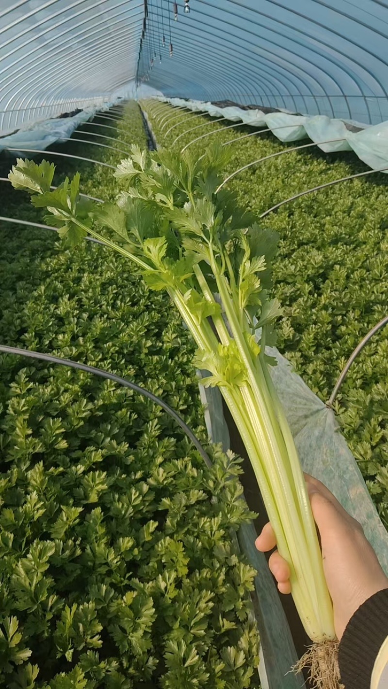 新鲜小香芹大量上市，质量非常好，量大，诚信经营