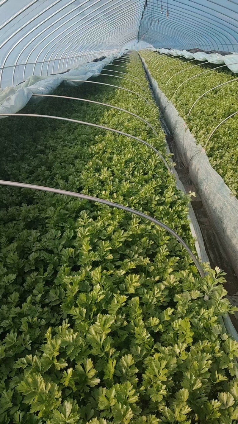 新鲜小香芹大量上市，质量非常好，量大，诚信经营