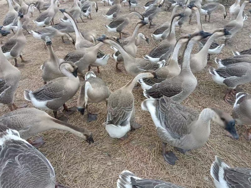 85天阳江杂