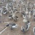 85天阳江杂