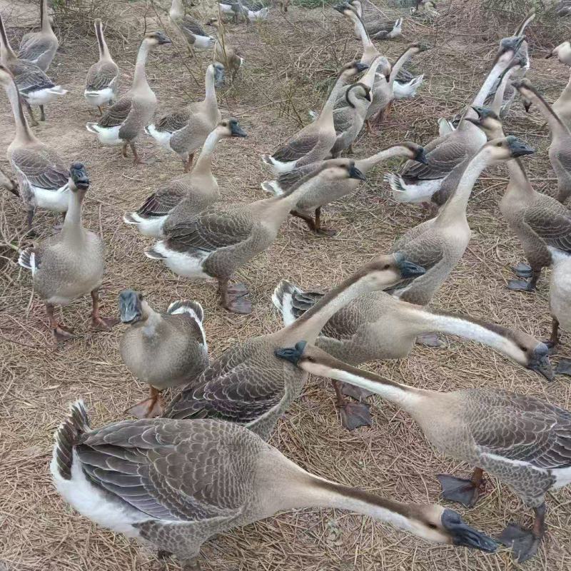 85天阳江杂