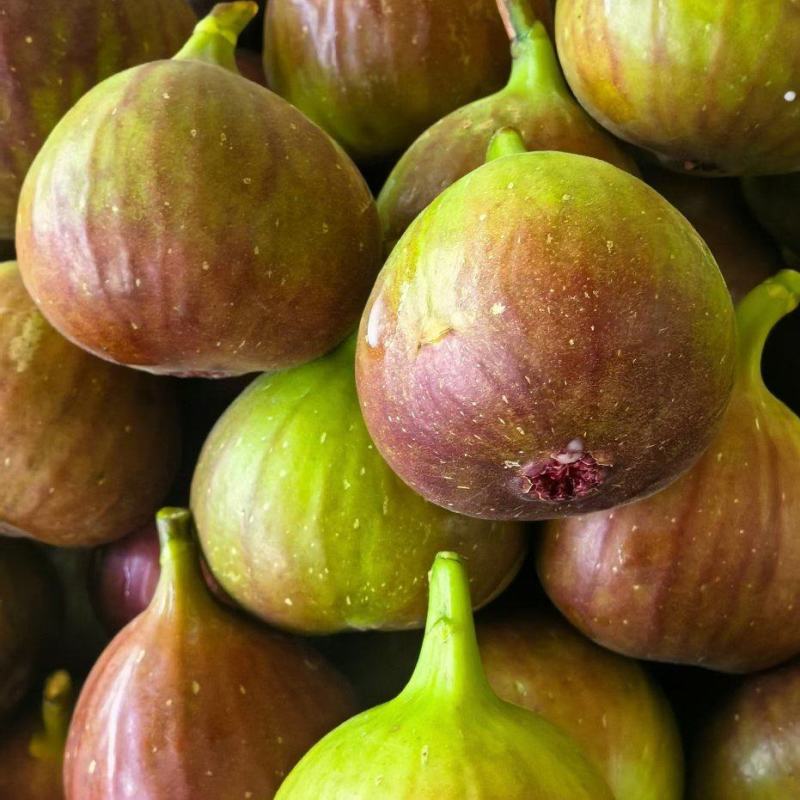 云南西双版纳波姬红无花果基地直销四季不断货保证质量
