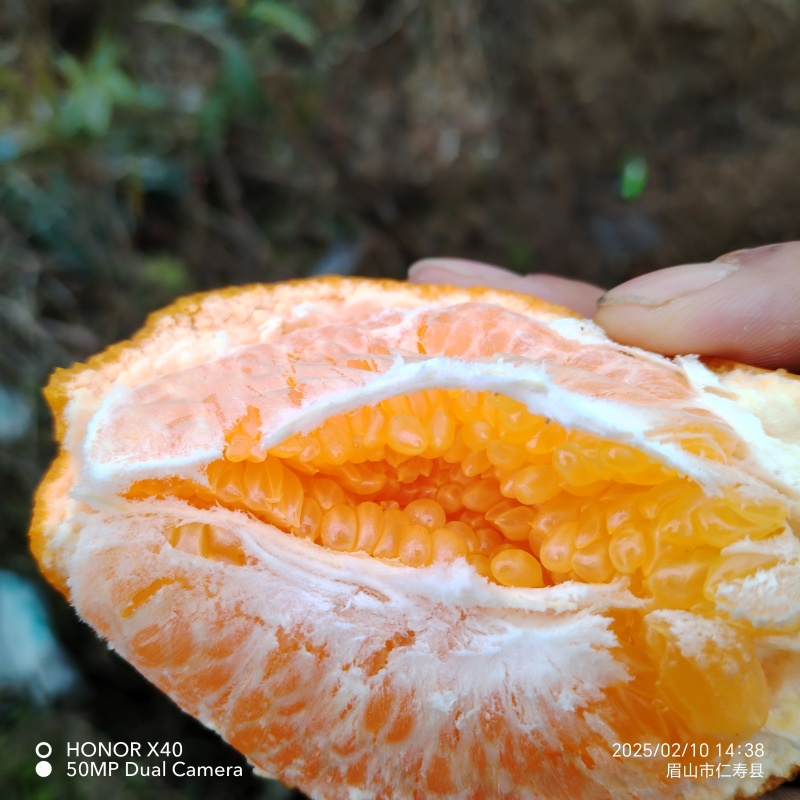 四川眉山耙耙柑