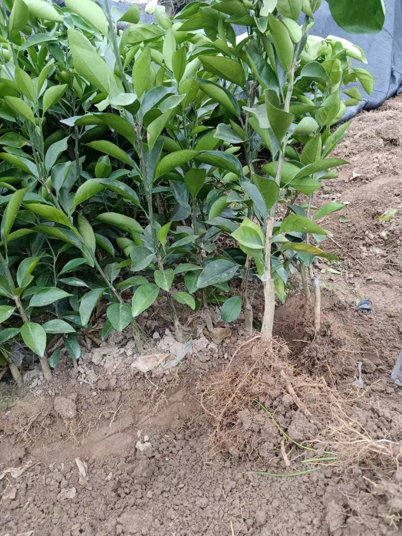 赣南脐橙苗，优质纽荷尔脐橙风味佳、果型好，一年生嫁接苗