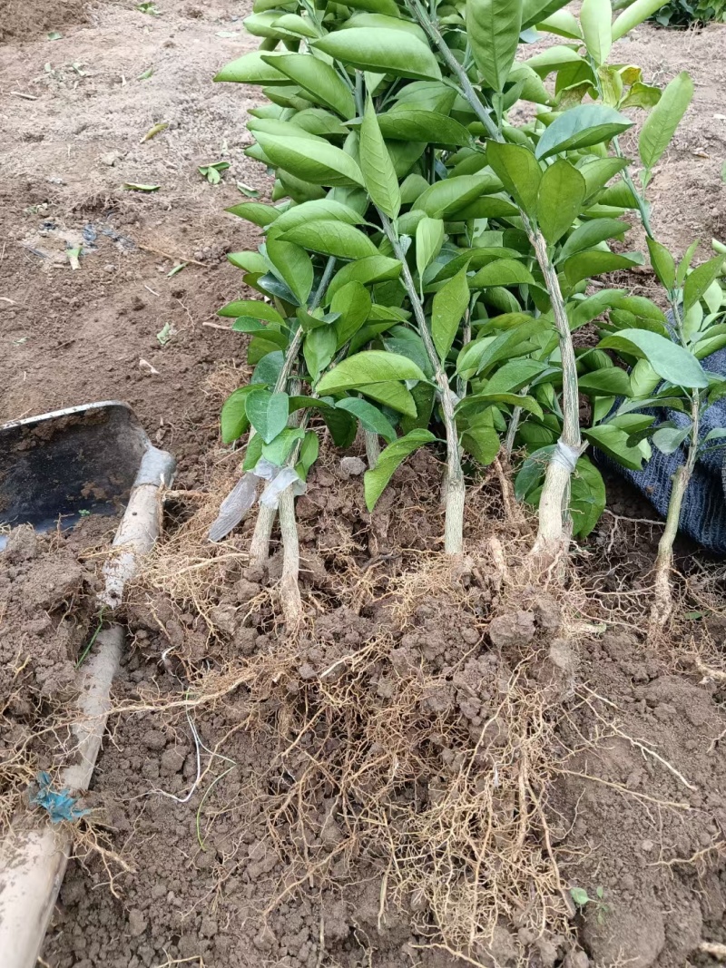 赣南脐橙苗，优质纽荷尔脐橙风味佳、果型好，一年生嫁接苗