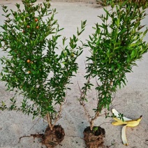 花石榴杯苗丛生花石榴陕西花石榴树苗基地规格齐全