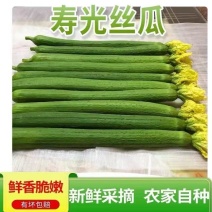 山东寿光鲜花丝瓜量大价优新鲜采摘欢迎抢购