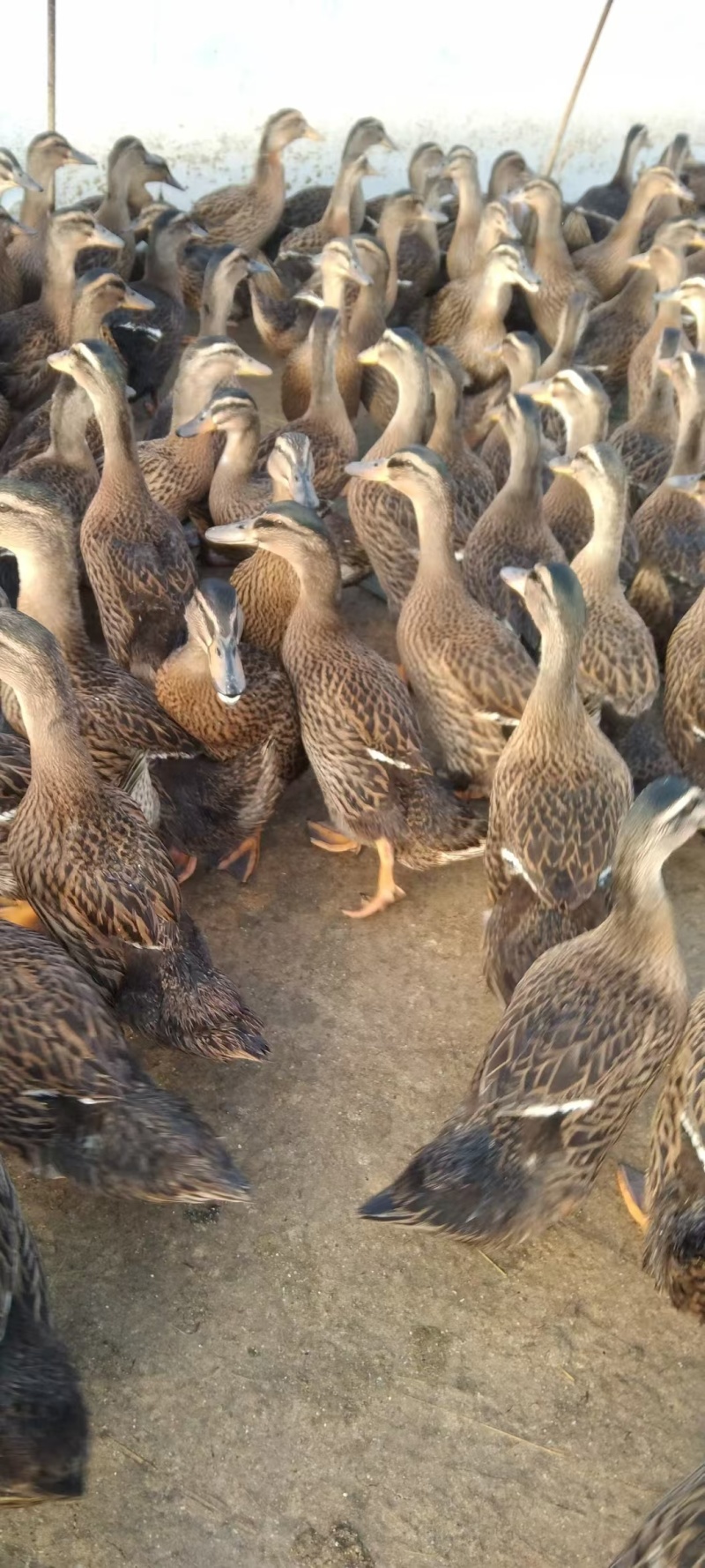 野鸭