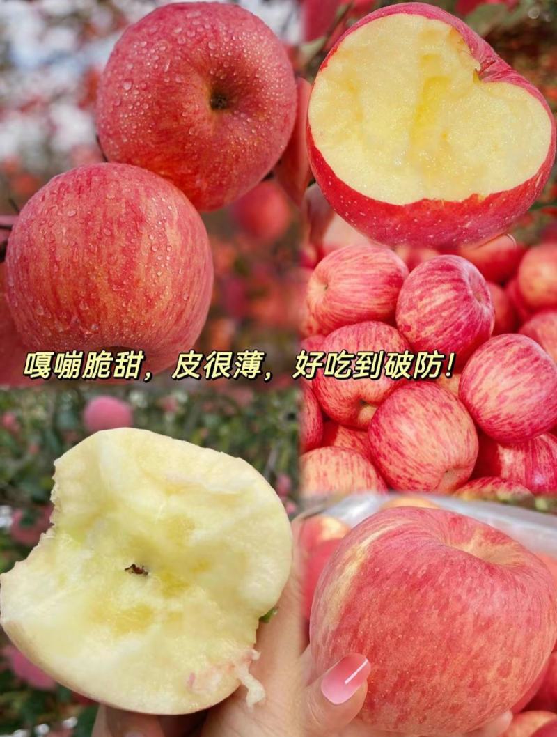 正宗红富士苹果大量供应产地代收代发口感脆甜保质保量