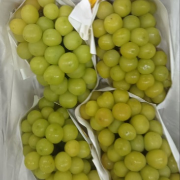 （热销）大量供应阳光玫瑰加工果，市场果，电商果