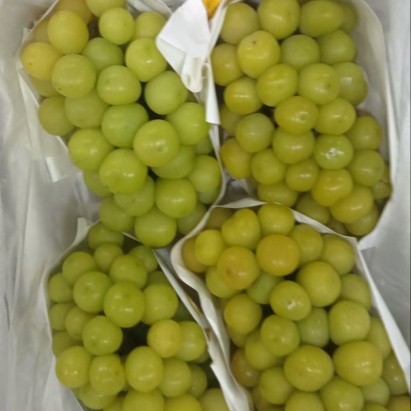 （热销）大量供应阳光玫瑰加工果，市场果，电商果