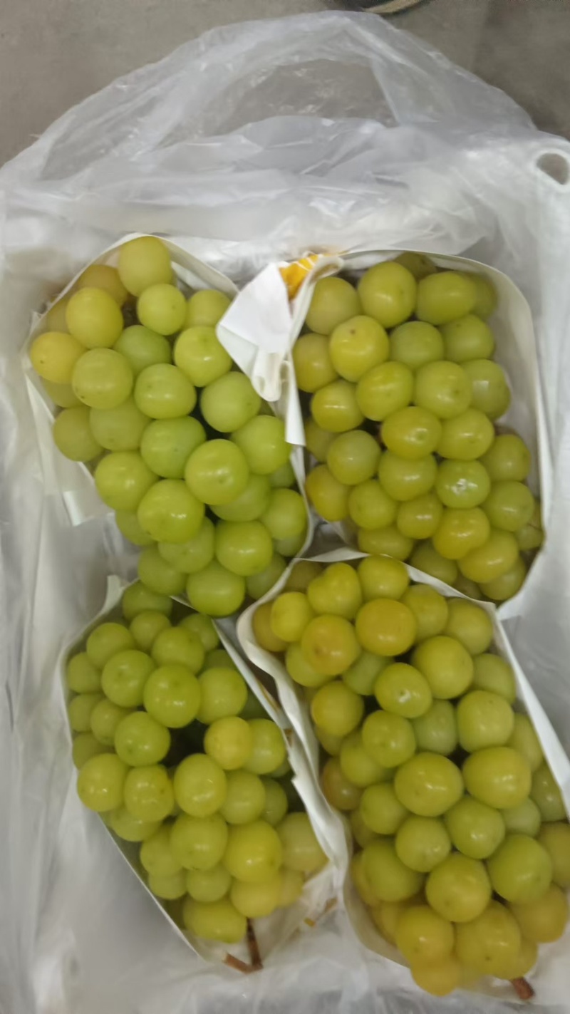 （热销）大量供应阳光玫瑰加工果，市场果，电商果