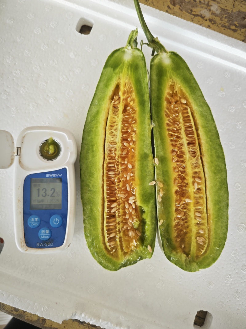博洋61甜瓜：暖棚头茬、自然成熟、又脆又甜